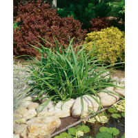 Carex pendula / Ostřice převislá, C1,5