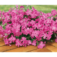 Phlox sub. ´Mc Daniel´s Cushion´ / Plamenka šídlovitá bledě cykl., K9