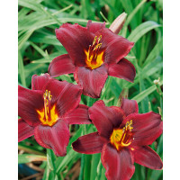 Hemerocallis 'Sweet Hot Chocolate' / Denivka , K11