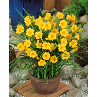 Hemerocallis 'Stella de Oro' / denivka , K9