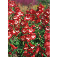 Penstemon hartwegii ´Picotee´ / Dračík Hartwegův, C1