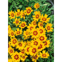 Coreopsis grandiflora ´Heliot´ / Krásnoočko velkokvěté, C1,5