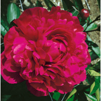 Paeonia lact. ´Kansas´ /  Pivoňka bylinná, C3