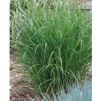 Miscanthus sinensis ´Ferner Osten´ / Ozdobnice čínská, K11