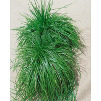 Deschampsia caespitosa 'Bronzeschleier' / Metlice trsnatá - Bronzový závoj, K9