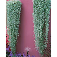 Dichondra ´Silver Falls´ / Dichondra ´Stříbrný vodopád´, K7