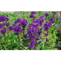 Campanula glomerata ´Dahurica´ / Zvonek klubkatý, K9