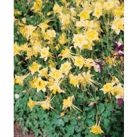 Aquilegia caerulea Spring Magic Yellow / Orlíček , K9