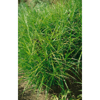 Carex muskingumensis 'Little Midge' / Ostřice muskingumenská , K9
