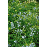 Amsonia hubrichtii / Amzónia , C1