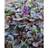 Ajuga reptans ´Rubra´/ Zběhovec plazivý , K9