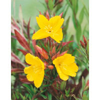 Oenothera fruticosa 'Fireworks' / Pupalka křovitá, K9
