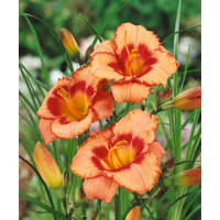 Hemerocallis 'Strawberry Candy' / denivka , K13