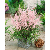 Astilbe arendsii ´Bressingham Beauty´ / Čechrava bledě růžová, K9
