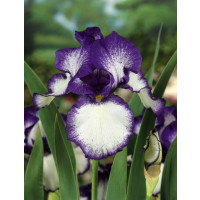 Iris germanica ´Loop the Loop´ / Kosatec německý, I.