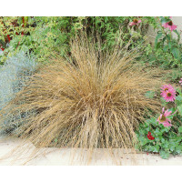 Carex buchananii / Ostřice Buchananova, C1,5