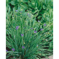 Sisyrinchium angustifolium / Badil úzkolistý , K9