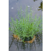 Carex muskingumensis 'Little Midge' / Ostřice muskingumenská , K9