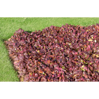 Ajuga reptans ´Rubra´/ Zběhovec plazivý , K9