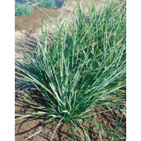 Sesleria heufleriana / Pěchava Heuflerova, C1,5