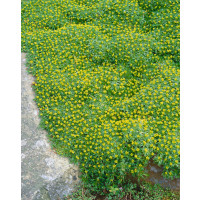 Azorella trifurcata / Azorelka , K9