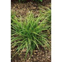 Carex morrowi ´Ice Dance´ / Ostřice, C1,5