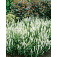 Salvia nemorosa ´Schneekugel´ / Šalvěj hajní, C1,5