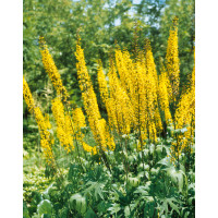 Ligularia przewalskii / Popelivka Przewalského, K9