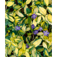 Vinca minor Illumination / Brčál menší / Barvínek, K9
