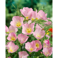 Oenothera speciosa ´Rosea´ / Pupalka zdobná, C1