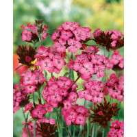 Dianthus carthusianorum / Hřebíček kartuziánský , K9