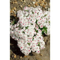 Phlox subulata ´Amazing Grace´ / Plamenka šídlovitá, K9