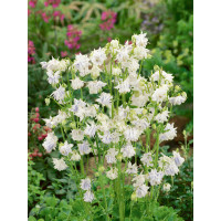 Aquilegia vulg. White Barlow / Orlíček obecný, K9