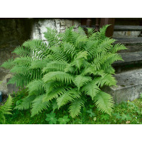 Dryopteris affinis / Kapraď rezavá, K9