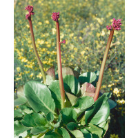 Bergenia cordifolia ´Rotblum´ / Bergénie, K9
