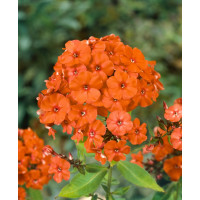 Phlox paniculata 'Orange Perfection' / Plamenka latnatá, K14