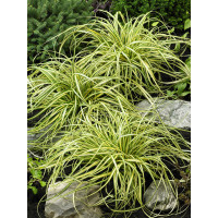 Carex oshimensis ´Evergold´ / Ostřice, K9