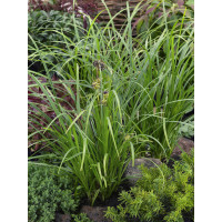 Carex grayi / Ostřice , K9