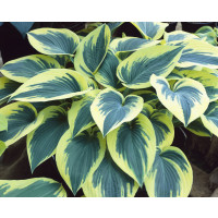 Hosta ´First Frost´ / Bohyška / Funkie, K11