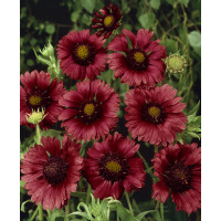Gaillardia aristata ´Burgunder´ / Kokarda ostitá , K9