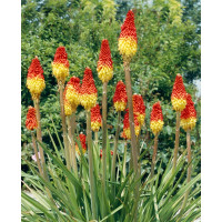 Kniphofia uvaria ´Grandiflora´ / Mnohokvět hroznatý, C1,5