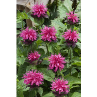 Monarda ´Prärienacht´ / Zavinutka, C1