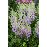 Astilbe chinensis 'Milk and Honey'® / čechrava čínská , C2