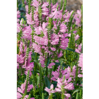 Physostegia virginiana ´Bouquet Rose´ / Řetězovka virginská, C1