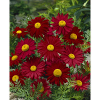 Tanacetum coccineum ´Robinson´s Red´/ Kopretina šarlatová , K9