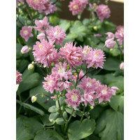 Aquilegia VULG. Rose Barlow / Orlíček obecný , K11