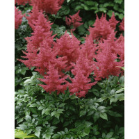 Astilbe japonica 'Rheinland' / Astilbe japonská , K9