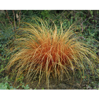 Carex comans ´Bronze Perfection´ / Ostřice, K9
