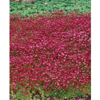 Saxifraga arendsii ´Purpurteppich´ / Lomikámen, C1,5