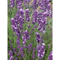 Lavandula angustifolia ´Ellegance Purple´ / Levandule úzkolistá, K9